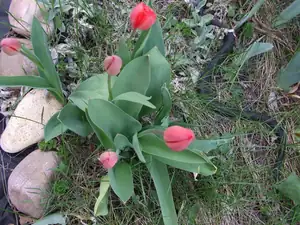 iris66 — 19. dubna 2012