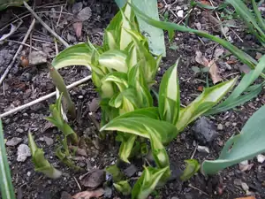 iris66 — 19. dubna 2012