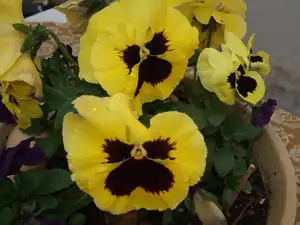 iris66 — 19. dubna 2012