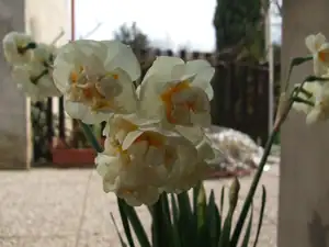 iris66 — 19. dubna 2012