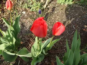 iris66 — 19. dubna 2012