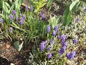 iris66 — 19. dubna 2012