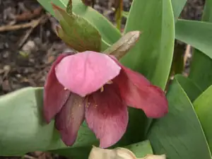 iris66 — 19. dubna 2012