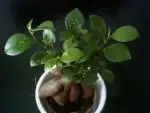 Fikus