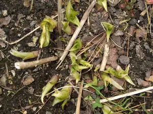 iris66 — 19. dubna 2012