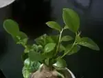 Fikus