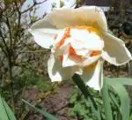 Narcis