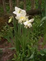Narcis
