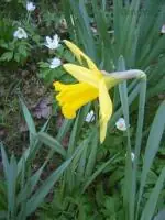 Narcis