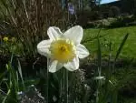Narcis
