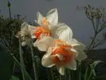 Narcis