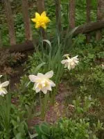 Narcis