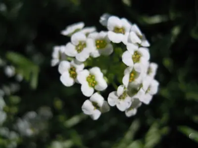 Tařička