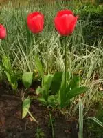 Tulipán