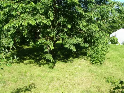 Třešeň
