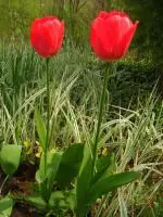 Tulipán
