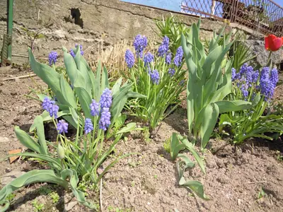 Modřenec