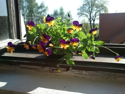 Viola wittrockiana