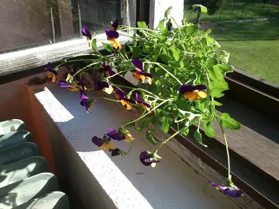 Viola wittrockiana