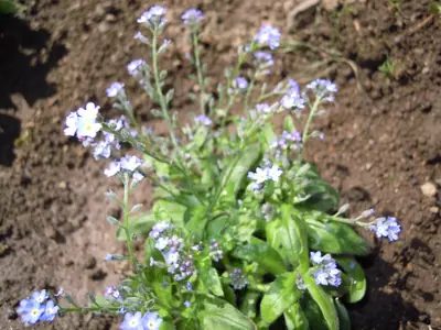 Pomněnka