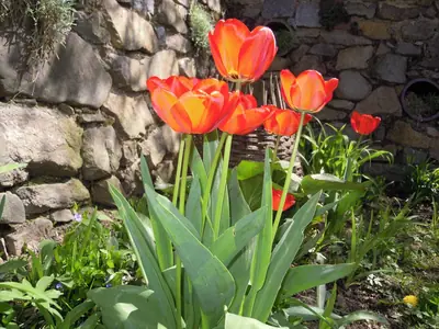 Tulipán