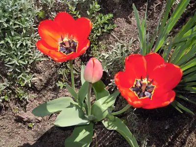Tulipán
