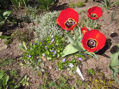 Tulipán