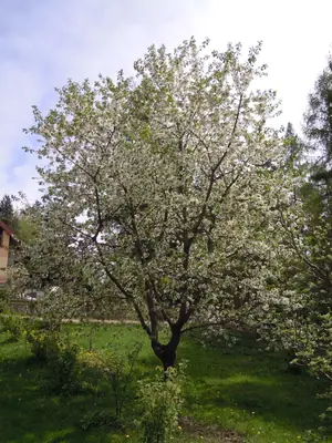 Třešeň