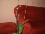 orchidej - ustřihlý stonek