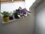 Africká fialka