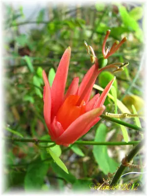 Mučenka (Passiflora) - vše o mučenkách