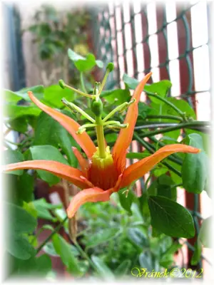 Mučenka (Passiflora) - vše o mučenkách