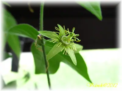 Mučenka (Passiflora) - vše o mučenkách