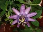 Mučenka (Passiflora) - vše o mučenkách