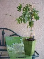 Mučenka (Passiflora) - vše o mučenkách