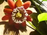 Mučenka (Passiflora) - vše o mučenkách