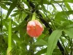 Mučenka (Passiflora) - vše o mučenkách
