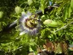 Mučenka (Passiflora) - vše o mučenkách