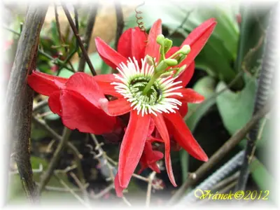 Mučenka (Passiflora) - vše o mučenkách