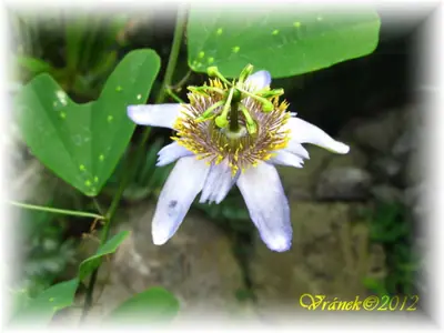 Mučenka (Passiflora) - vše o mučenkách