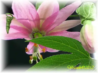 Mučenka (Passiflora) - vše o mučenkách