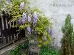 Vistárie - nekvete