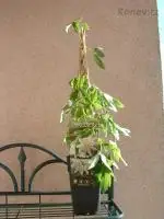 Mučenka (Passiflora) - vše o mučenkách