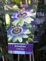 Mučenka (Passiflora) - vše o mučenkách