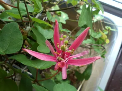 Mučenka (Passiflora) - vše o mučenkách