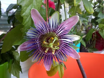 Mučenka (Passiflora) - vše o mučenkách