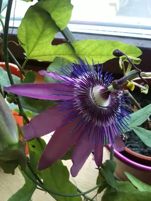 Mučenka (Passiflora) - vše o mučenkách