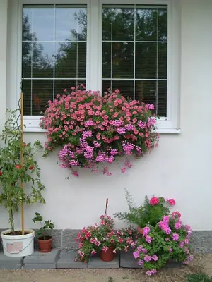 Surfinie a pelargonie v jednom truhlíku - lze?