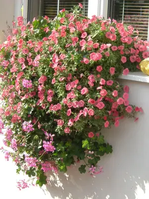 Surfinie a pelargonie v jednom truhlíku - lze?