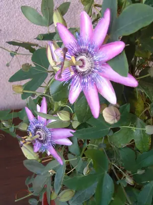 Mučenka (Passiflora) - vše o mučenkách